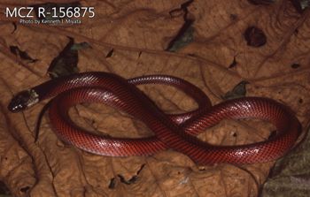 Media type: image;   Herpetology R-156875 Description: Photo of animal in life, taken in the field by Dr. Kenneth Ichiro Miyata. A slide of the photo was scanned in 2012 by Melissa Wooley.;  Aspect: lateral
